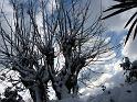 Snow 12 Old Man Tree